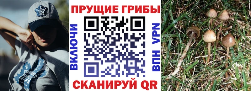 Псилоцибиновые грибы мицелий  Купить  Усть-Илимск 
